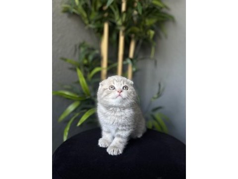  scottish fold yavrularımız 