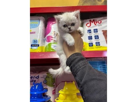 British shorthair yavrularımız sağlık ve ırk garantili