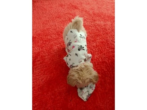 Çok oyuncu sevgi pıtırcığı maltipoo