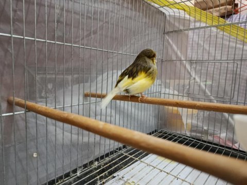 Deneyimli erkek gloster kanarya ötümde