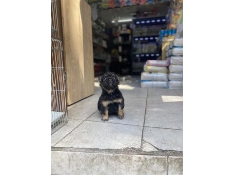 Egzotik üst düzey full fluffy dişi fransız bulldog