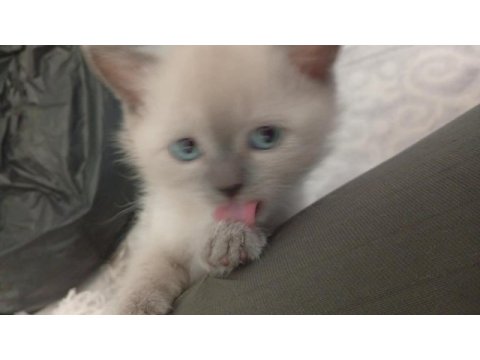 British shorthair blue point dünya tatlısı bebek kedimiz