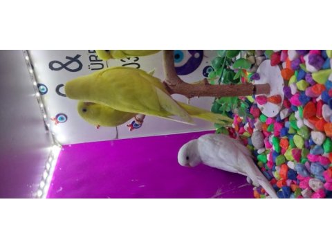 35-40 günlük muhabbet kuşları yavruları