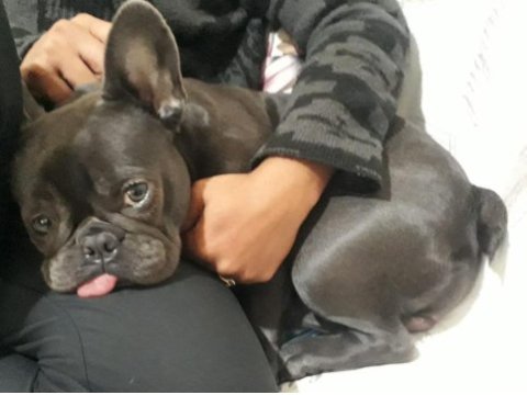 Blue and tan french bulldog