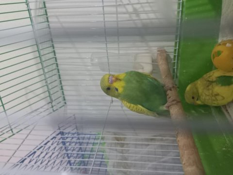 Yavru çift damızlık erkek dişi muhabbet kuşu bulunur