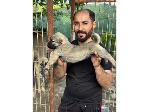 Kangal köpeğimiz panter