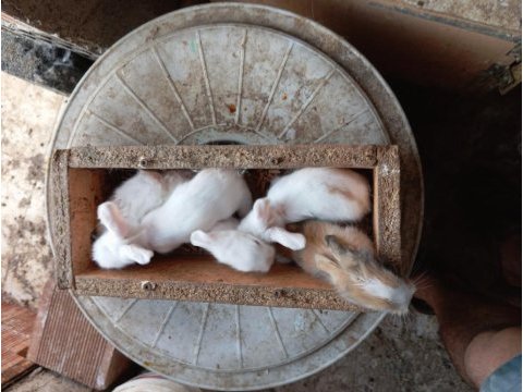 Hollanda teddy lop tavşanı