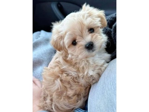 Mükemmel maltipoo lar sizin için burada