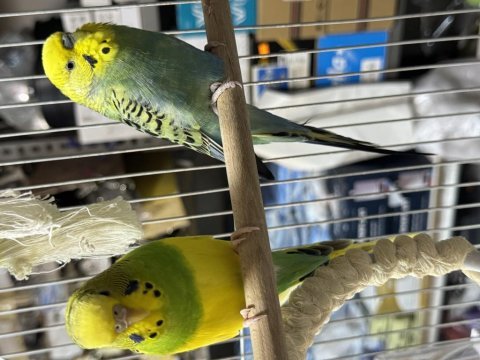 Muhabbet kuşu çift