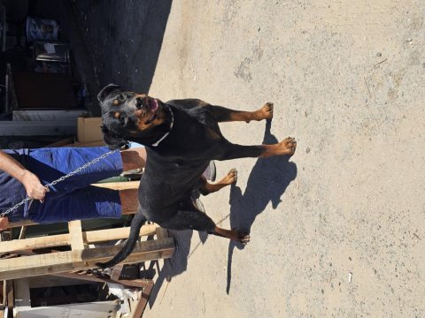 Dişi rottweiler bodrum yalıkavak