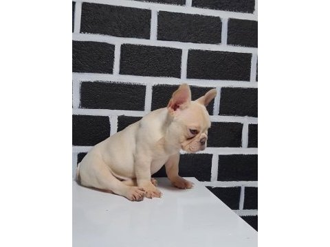 Egzotik renk french bulldog bebeklerimiz