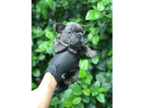 Irkının en iyisi blue french bulldog bebekler
