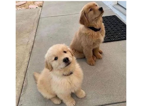 Oyunsever golden retriever yavrular