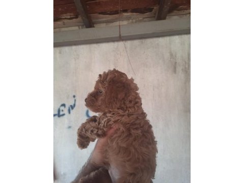 Tüy dökmeyen hipoalerjenik toy poodle yavruları