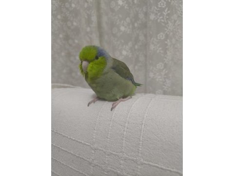 Erkek forpus evcil ele alışık