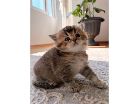 Çok oyuncu safkan british shorthair yavrumuz