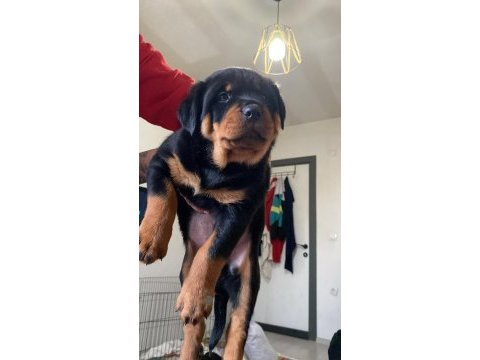 Rottweiler yavrularımız yeni ailelerini arıyor