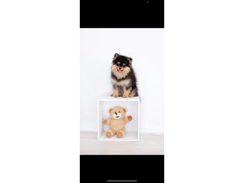Pomeranian boo