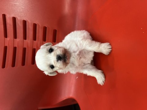 Minik yavru köpekler yeni yuvasına gitmeye hazırlar