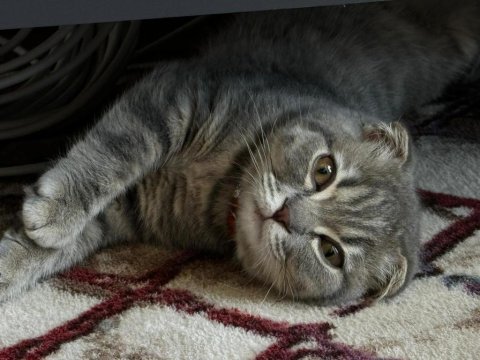 Erkek scottish fold