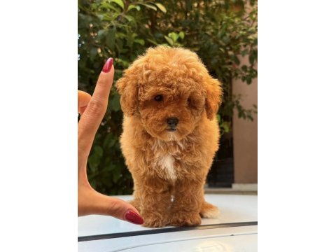 Red maltipoo dişi teddy surat