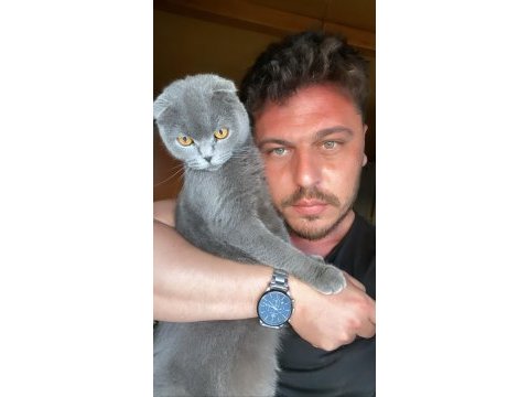 Zamanı gelen british shorthair bebeklerimiz