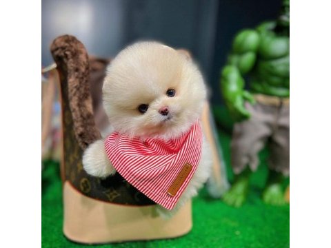 Pomeranian boo bebek köpeklerimiz