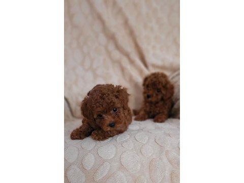 Red brown kore toy poodle dişi