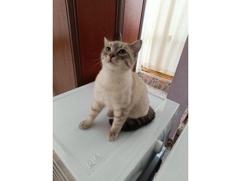 Acil ücretsiz kedimiz
