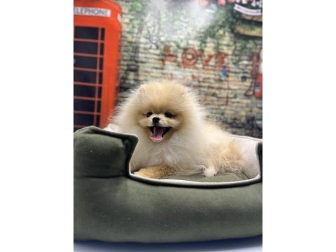 Teacup pomeranian boo erkek yavrumuz @petclubadanaa