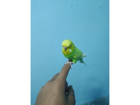 Ele alışkın jumbo muhabbet kuşu