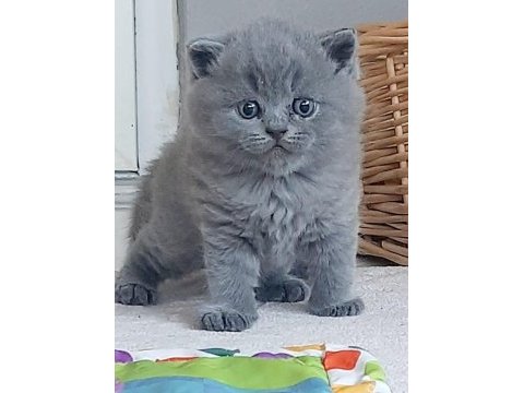 British shorthair bebek
