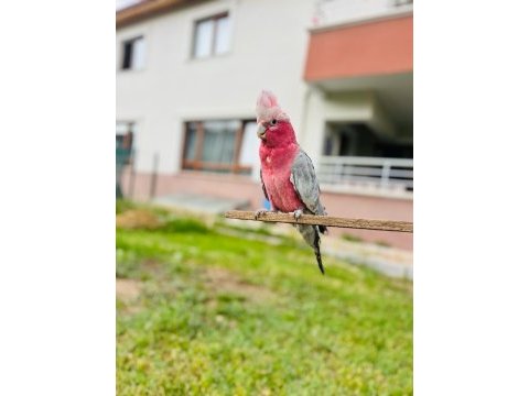 Gül gallah kakadu papağanı