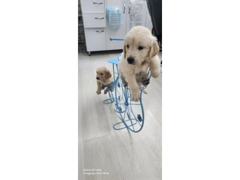 Baby face golden retriever yavrular