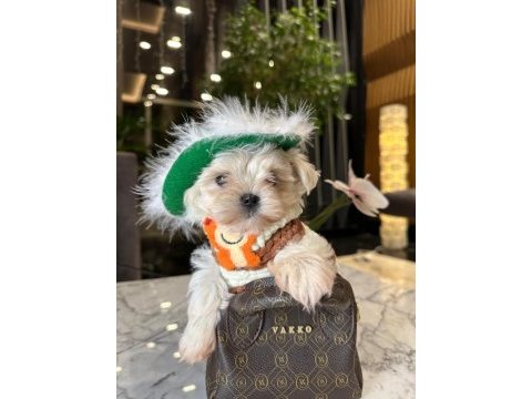Babası ödüllü tatlı maltese oğlum coco