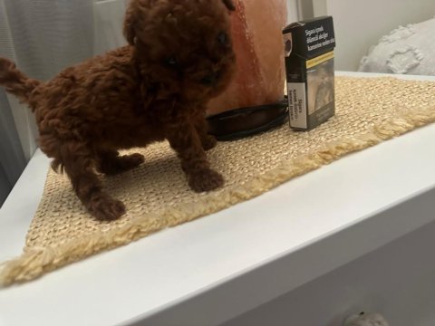 Kore mikro dark brown poodle