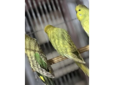 Show jumbo muhabbet kuşu çiftler ve yavrular