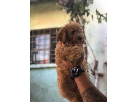 Safkan toy poodle yavruları