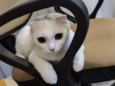 Bembeyaz scottish fold kırık kulak pamuk kedicik
