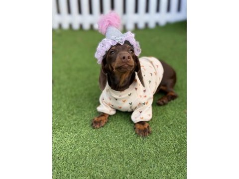 Hayalinizdeki minik sosis dachshund burada