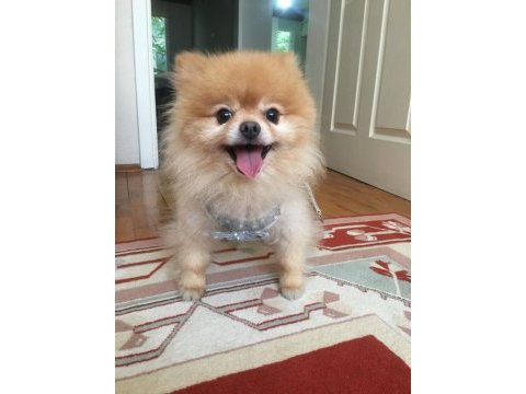 Orjinal pomeranian boo
