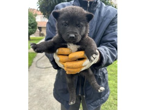 Amerikan akita yavrularım