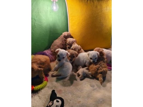 Poodle miniklerim