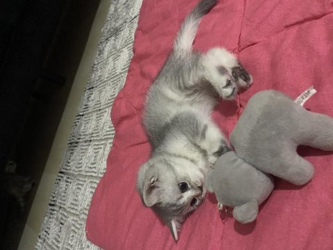 British shorthair dişi
