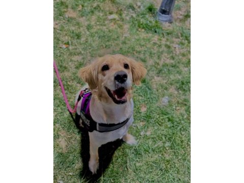 Ücretsiz golden retriever yuva arıyoruz