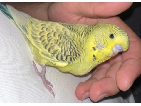 2 aylık el besleme erkek jumbo muhabbet kuşu