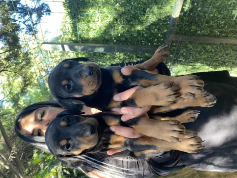 King doberman yavrularım