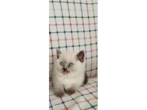 Minik british shorthair bebelerimiz