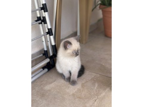 British shorthair blue point yavru