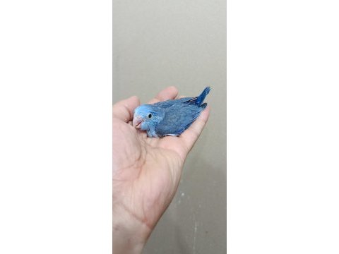 Mavi nazar boncuğu erkek forpus